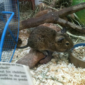Pet Kingdom - Degu - Pet Stores Near Me - Las Vegas, Nevada