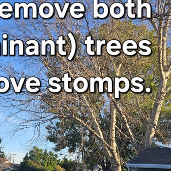A Cut Above Tree Service - Before - Tree Services Near Me A Cut Above Tree Service - Before - Tree Services Near Me