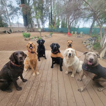 Alisha's Dog Care - Dog Walkers Near Me - Temecula, California Alisha's Dog Care - Dog Walkers Near Me - Temecula, California
