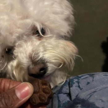 Dog Krazy - Her trusty accomplice Muffy short for Muffin face aka Yonce. - Pet Stores Near Me - Richmond, Virginia