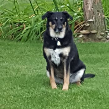 See Spot Run On 21 - Pet Training Near Me - Omro, Wisconsin See Spot Run On 21 - Pet Training Near Me - Omro, Wisconsin