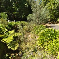 Waterfall Gully - Park