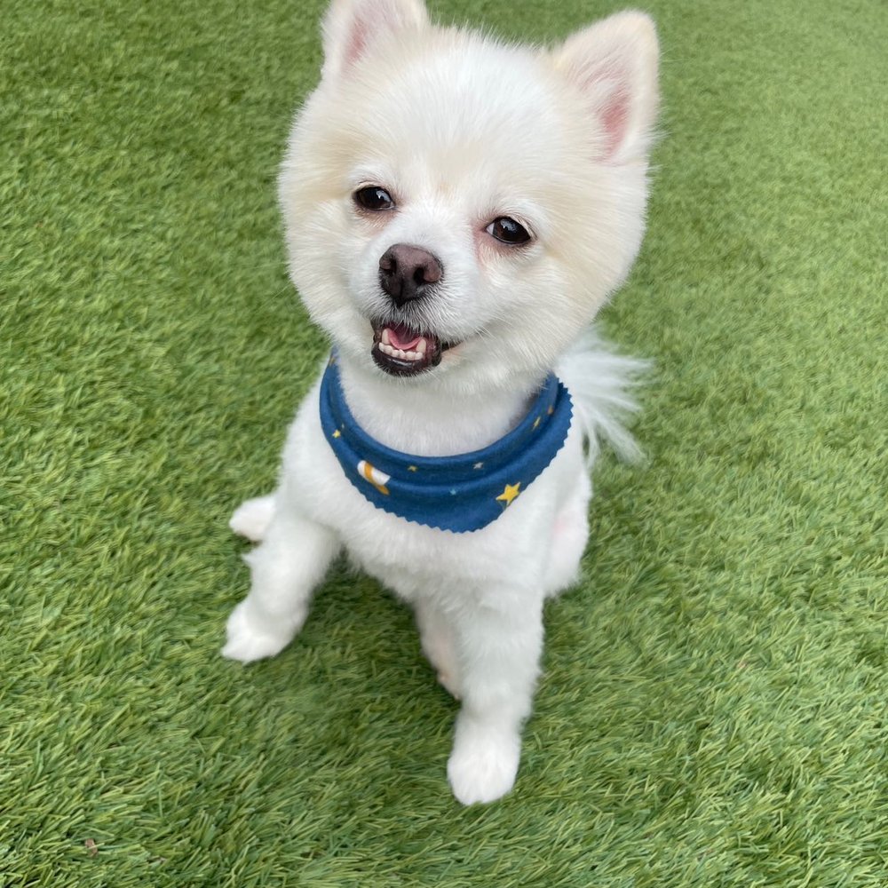 Happy Dog Grooming - Pet Groomers Near Me - Ontario, California Happy Dog Grooming - Pet Groomers Near Me - Ontario, California