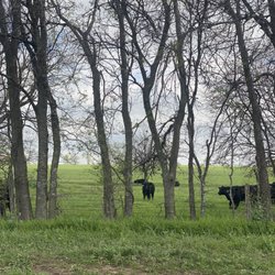 Mill-King Market & Creamery - Cute Happy Cows
