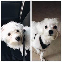 From scruffy to fluffy. Thank you Le Bone Pet Spa! From scruffy to fluffy. Thank you Le Bone Pet Spa!