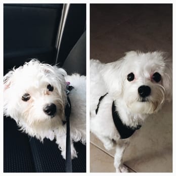Le Bone Pet Spa - From scruffy to fluffy. Thank you Le Bone Pet Spa! - Pet Groomers Near Me - Pembroke Pines, Florida Le Bone Pet Spa - From scruffy to fluffy. Thank you Le Bone Pet Spa! - Pet Groomers Near Me - Pembroke Pines, Florida