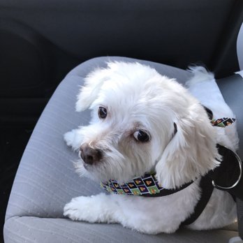 Pets Love Us - Pet Groomers Near Me - Whittier, California Pets Love Us - Pet Groomers Near Me - Whittier, California