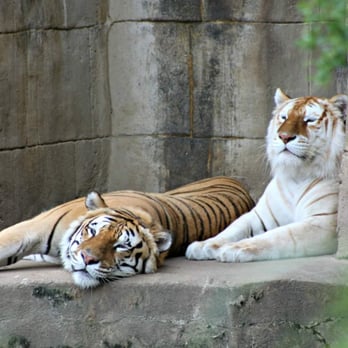 Memphis Zoo - Zoos Near Me - Memphis, Tennessee Memphis Zoo - Zoos Near Me - Memphis, Tennessee