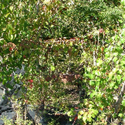 Giarolis Nursery Landscaping