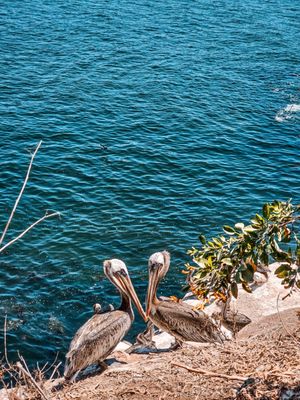 Lifeguard La Jolla Cove by null