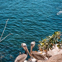 La Jolla Cove - Pelicans snuggling