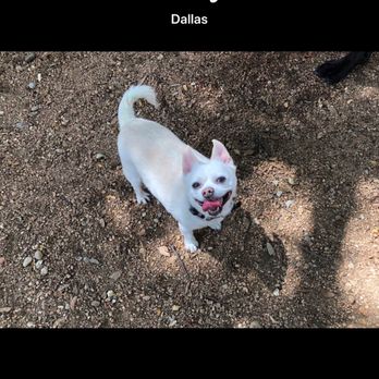 Central Dog Park - Chueco approved! - Dog Parks Near Me - Dallas, Texas Central Dog Park - Chueco approved! - Dog Parks Near Me - Dallas, Texas