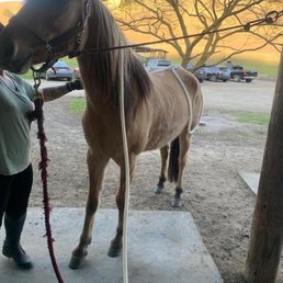 My pony at the beginning of her treatment.
