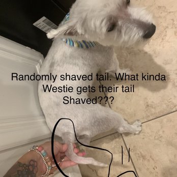 The Paw Spa - Botched haircut... why shave a westie's tail????? - Pet Groomers Near Me - Corona, California