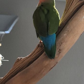 Lovebird Nursery - This is my Bella that I got feom Lovebirds nursery this breed are top of the line and communication are always excellent. - Bird Shops Near Me - Casselberry, Florida Lovebird Nursery - This is my Bella that I got feom Lovebirds nursery this breed are top of the line and communication are always excellent. - Bird Shops Near Me - Casselberry, Florida