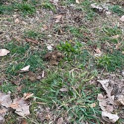 Dog Park