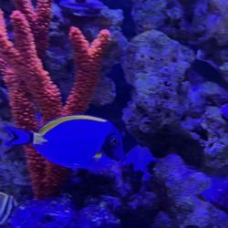 Powder Blue Tang and Red Branch Sponge