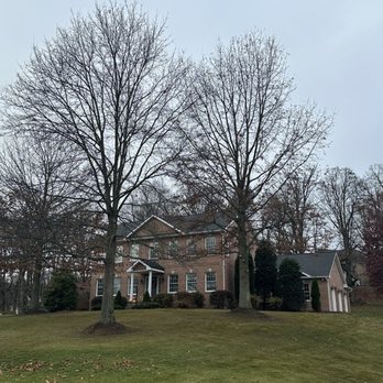 BeaverJack Tree Service - Pre pruning - Tree Services Near Me - Heights, Pennsylvania