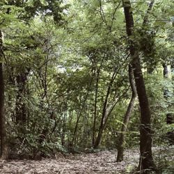 Red Bank Elementary School - Nature Area