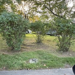 Moscarillo's of West Hartford - Forsythias after