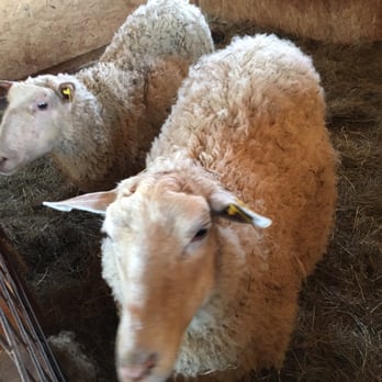 D'Amours - Sheep up close getting friendly in he kids farm - Venues & Event Spaces Near Me - Sainte-Anne-des-Plaines, Quebec D'Amours - Sheep up close getting friendly in he kids farm - Venues & Event Spaces Near Me - Sainte-Anne-des-Plaines, Quebec