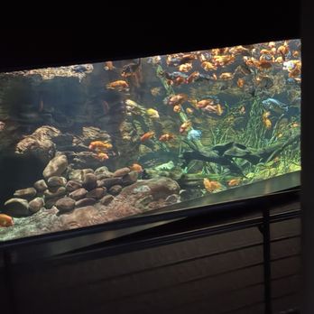 Tennessee Aquarium - Aquariums Near Me - Chattanooga, Tennessee Tennessee Aquarium - Aquariums Near Me - Chattanooga, Tennessee