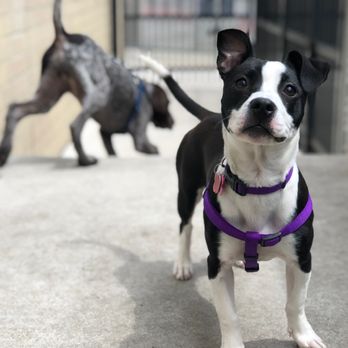 DoggieVIP Philly - Making new friends and being absolutely photogenic! - Pet Groomers Near Me - Philadelphia, Pennsylvania DoggieVIP Philly - Making new friends and being absolutely photogenic! - Pet Groomers Near Me - Philadelphia, Pennsylvania