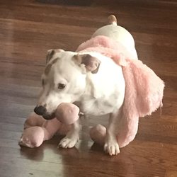 Cedarwood Veterinary Hospital - Pip-squeak