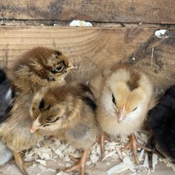 Fur and Feathers - Chicks purchased from fur and feathers