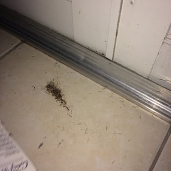 Tropical Cottages - Large amounts of insect larva. The last thing you want to deal with on a vacation. - Hotels Near Me - Marathon, Florida Tropical Cottages - Large amounts of insect larva. The last thing you want to deal with on a vacation. - Hotels Near Me - Marathon, Florida