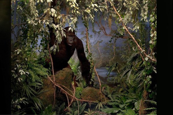 Naturhistorisches Museum Bern by null