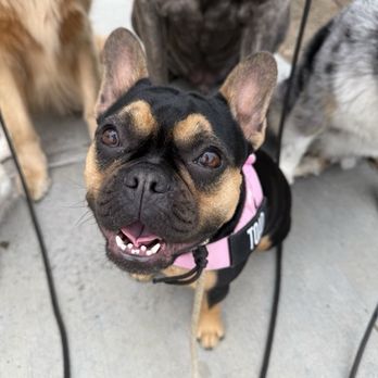 OC Lucky Dogs - Pet Training Near Me OC Lucky Dogs - Pet Training Near Me