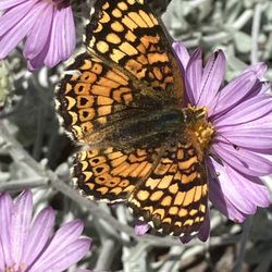 Larner Seeds - Phyciodes mylitta, the Mylitta crescent Butterfly on Dune Aster (Corethrogyne filaginifolia)