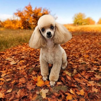 Shear Bliss Pet Salon - Pet Groomers Near Me - Waterloo, Iowa