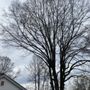 Photo of Adams Tree Service