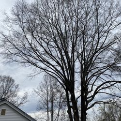Adams Tree Service - Forgot the before but here is the after photo from removing some limbs that were nearly touching the house.