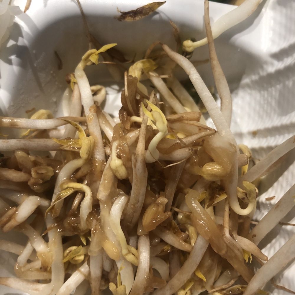 Pho 75 - Slimy spoiled bean sprouts. - Vietnamese Near Me - Aurora, Colorado Pho 75 - Slimy spoiled bean sprouts. - Vietnamese Near Me - Aurora, Colorado
