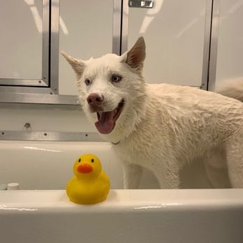 Park and Bark - Bear the husky - Pet Groomers Near Me - Austin, Texas