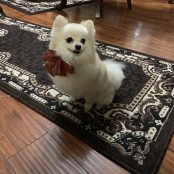 Two Paws Up - Pets Near Me - Modesto, California