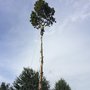 Photo of Mike Carroll Tree Service and Construction