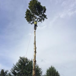 Mike Carroll Tree Service and Construction