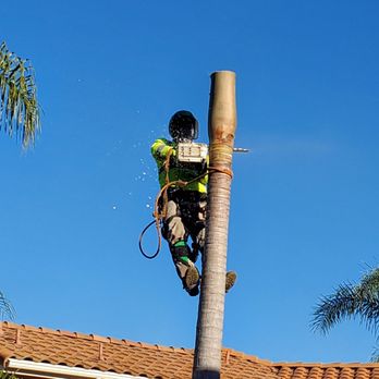 JJ Tree service - Cutting down the palm trunk. - Tree Services Near Me