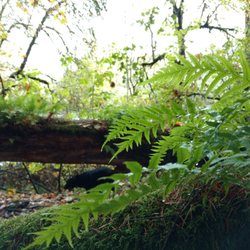 Darrow State Park - Willamette River Greenway