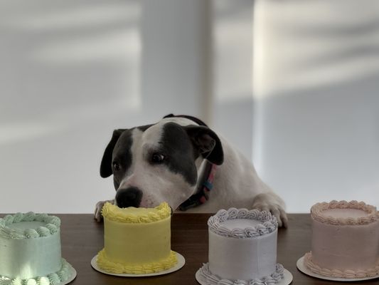 La Pawnaderia by null