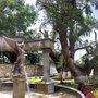 Photo of El Sabino