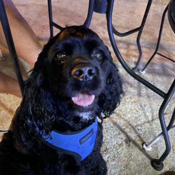 Westridge Grill - Dog friendly outdoor seating - American Near Me - Rocky Mount, North Carolina Westridge Grill - Dog friendly outdoor seating - American Near Me - Rocky Mount, North Carolina