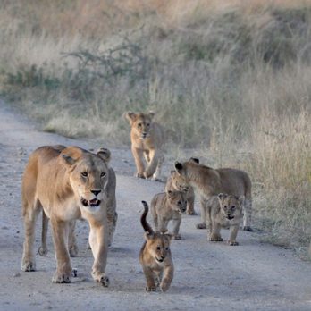 Guided Tanzania - Outrageously good safaris for animal lovers in Tanzania, Witness the Great Migration in Serengeti, Ngorongoro Crater, and spot the big 5. - Travel Agents Near Me Guided Tanzania - Outrageously good safaris for animal lovers in Tanzania, Witness the Great Migration in Serengeti, Ngorongoro Crater, and spot the big 5. - Travel Agents Near Me