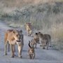Photo of Guided Tanzania