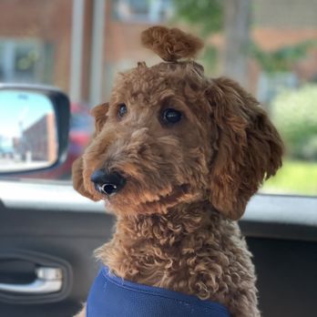 PetSmart - My puppy after - Pet Training Near Me - Washington, DC, District of Columbia