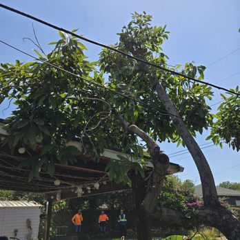 Adrian's Tree Service - After pic avocado tree - Landscaping Near Me